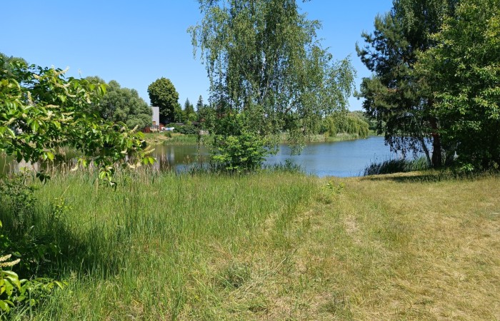 Zdjęcie przedstawia jezioro z innej perspektywy, z większą ilością roślinności na pierwszym planie. Widać wysoką trawę i drzewa, w tym brzozę z jasnym pniem. W tle znajdują się domy i zielone krzewy. Woda jeziora jest spokojna i odbija błękit nieba. 