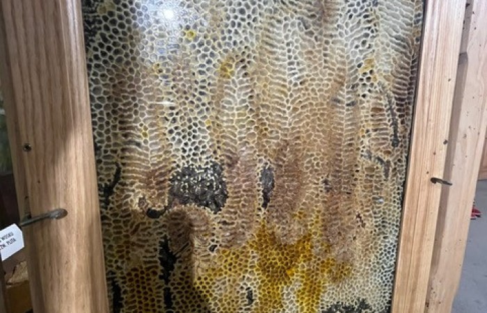 Przeszklona drewniana rama pokazuje plastry miody wewnątrz ula