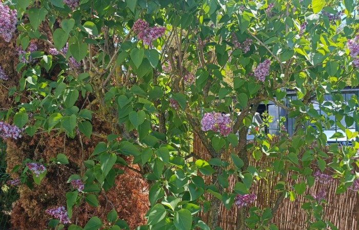 Zdjęcie przedstawia krzew różanecznika w pełnym rozkwicie. Kwiaty są jasnoróżowe, gęsto ułożone, a liście długie i wąskie, błyszczące, w ciemnozielonym kolorze. W tle widać fragment jasnej elewacji budynku oraz dekoracyjne kamienie w ogrodzie. 