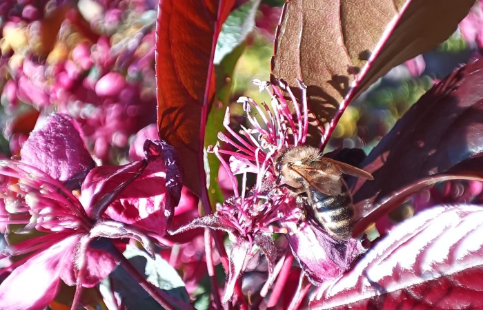 Zdjęcie przedstawia pszczołę zbierającą nektar z różowego kwiatu. Pszczoła ma futrzaste ciało z charakterystycznymi czarnymi i żółtymi paskami. Kwiaty oraz liście są w odcieniach różu i czerwieni. Tło jest rozmyte i pełne kolorowych refleksów świetlnych.