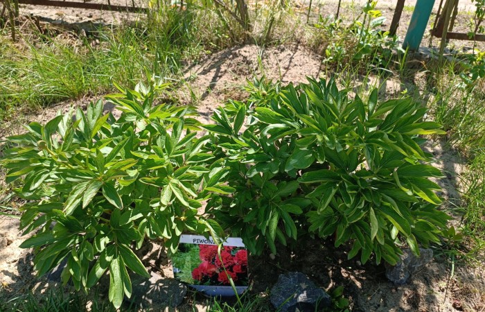 Zdjęcie przedstawia zieloną roślinę ogrodową – piwonię. Roślina ma gęste, błyszczące liście i rośnie na skraju trawnika, otoczona kamieniami. Przed nią znajduje się etykieta z obrazkiem czerwonych piwonii w pełnym rozkwicie. 