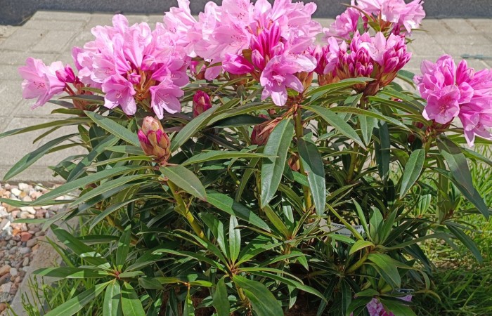 Zdjęcie przedstawia zieloną roślinę ogrodową – piwonię. Roślina ma gęste, błyszczące liście i rośnie na skraju trawnika, otoczona kamieniami. Jest w pełnym rozkwicie ma dużo różowych kwiatów. 