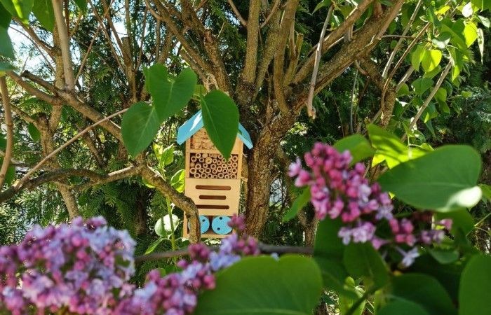 Zdjęcie przedstawia rozłożysty krzew lilaka (bzu) w ogrodzie. Lilak ma liczne zielone liście i fioletowe kwiatostany. W tle znajduje się drewniany płot oraz inne rośliny. Część krzewu wydaje się uschnięta, co kontrastuje z zielenią i kwitnącymi gałęziami.